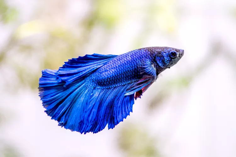 betta fish ho thuy sinh