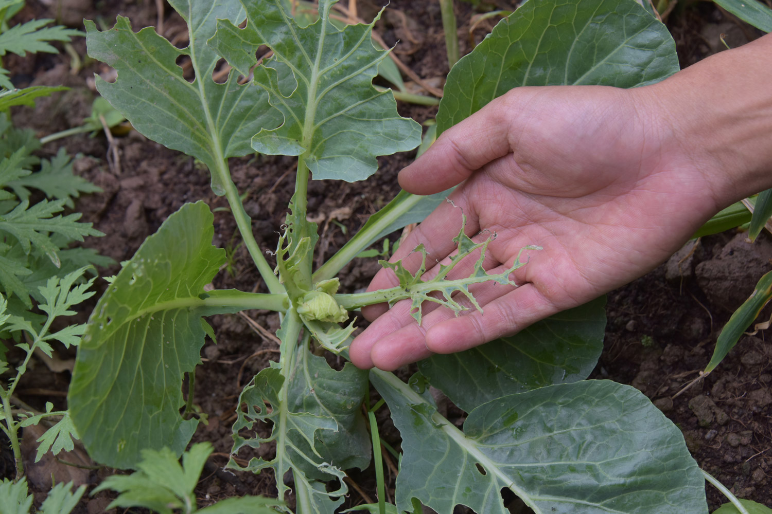 Chef Hiếu Trung Rau củ ở Le Lamai Garden 1
