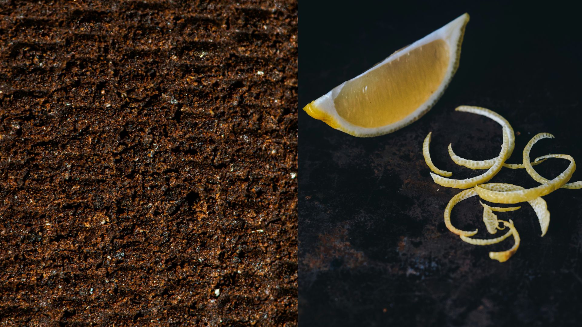 ba ca phe vo cam quyt phuong phap diet kien trong nha