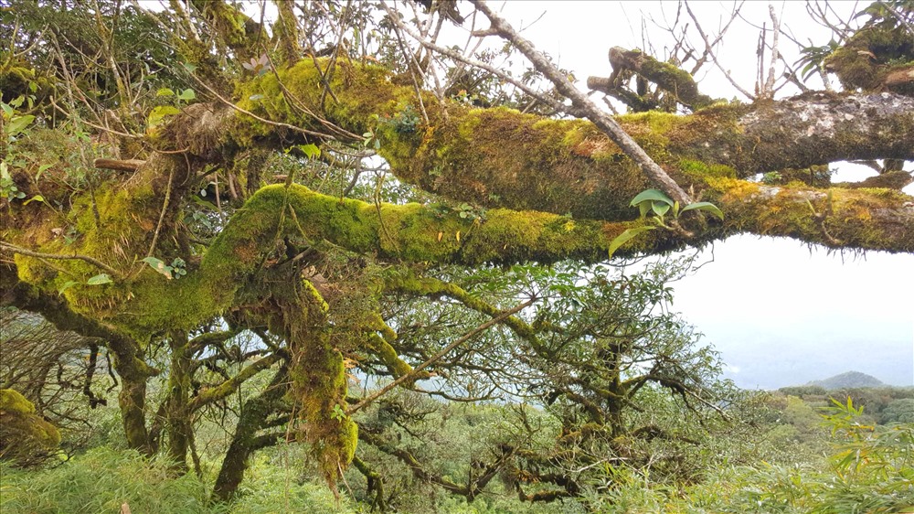 rung reu du lich lang son cao bang