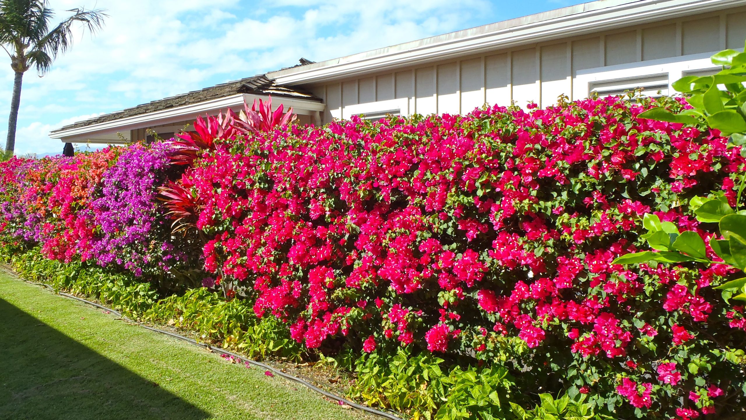 hang rao cay xanh fence hoa flower hoa giay paper flower plant