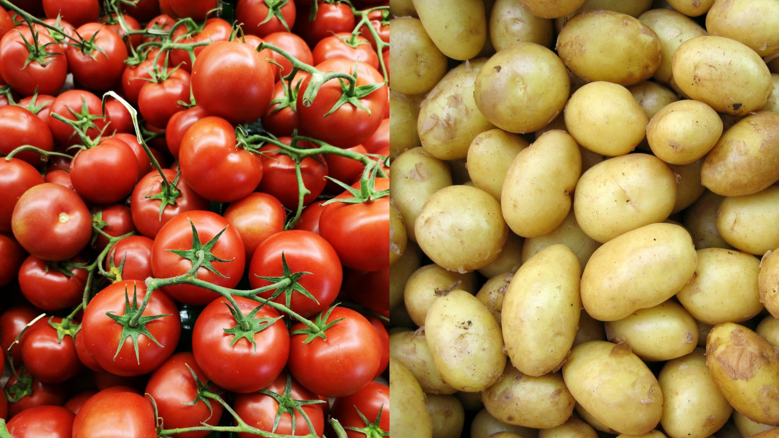 ca chua khoai tay tomatoes potatoes