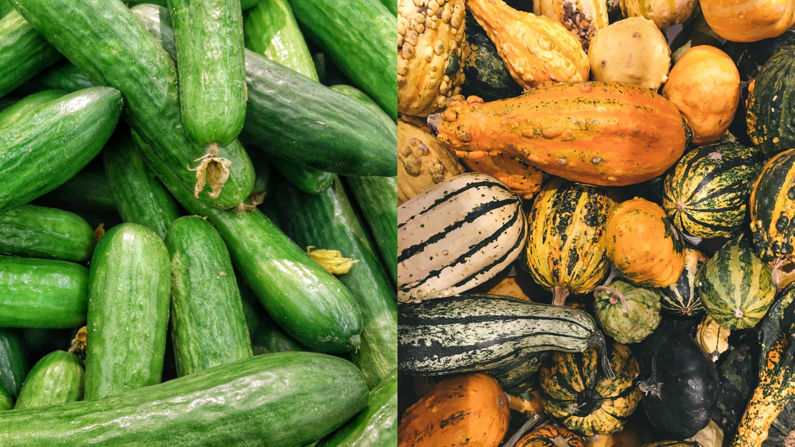 dua chuot bi do cucumber squash