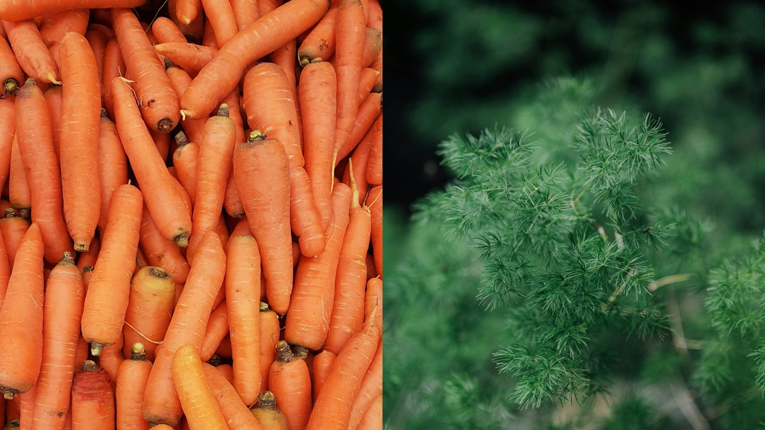 ca rot thi la carrots dill