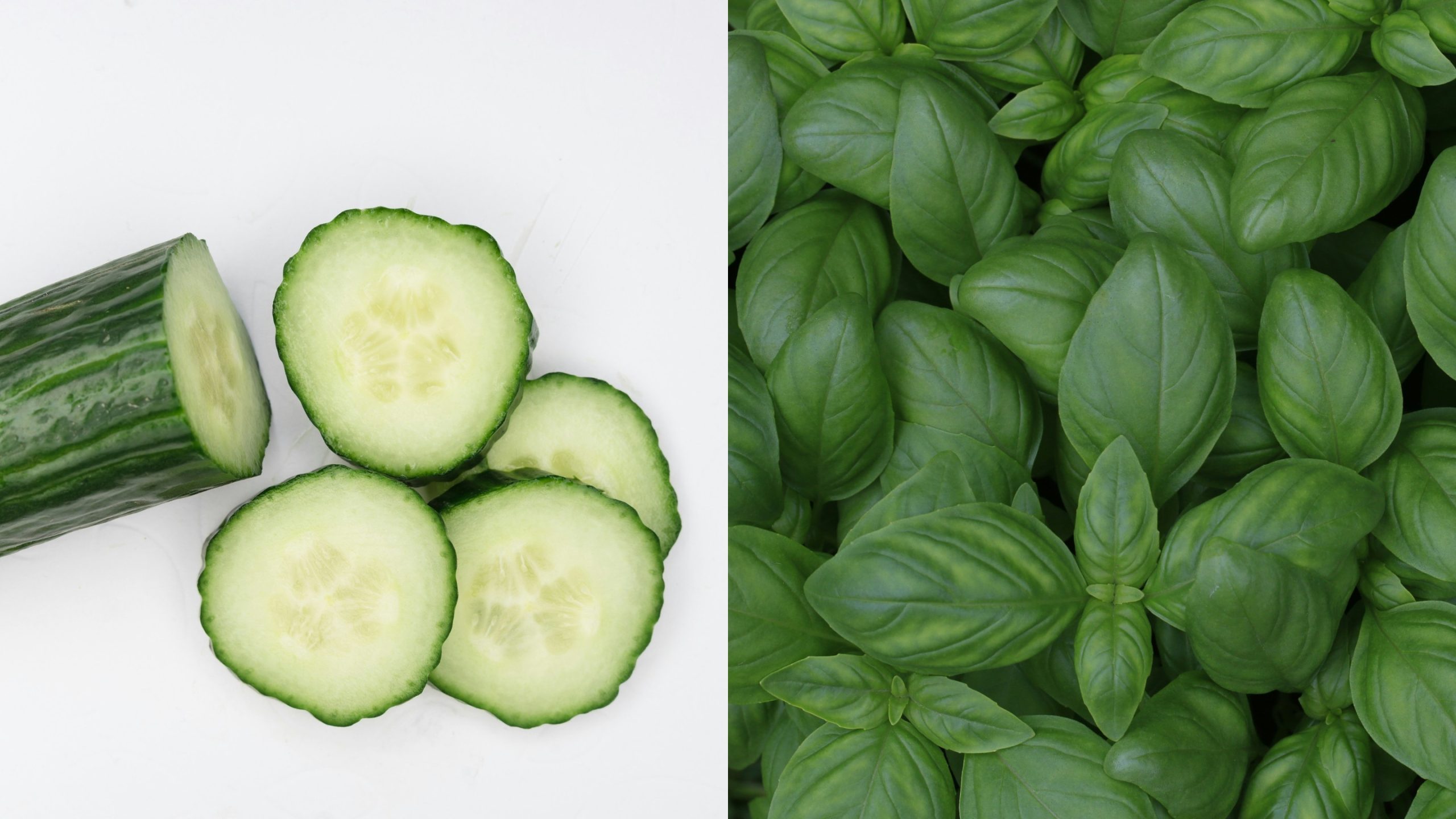 ki thuat trong rau dua chuot hung que cucumber basil