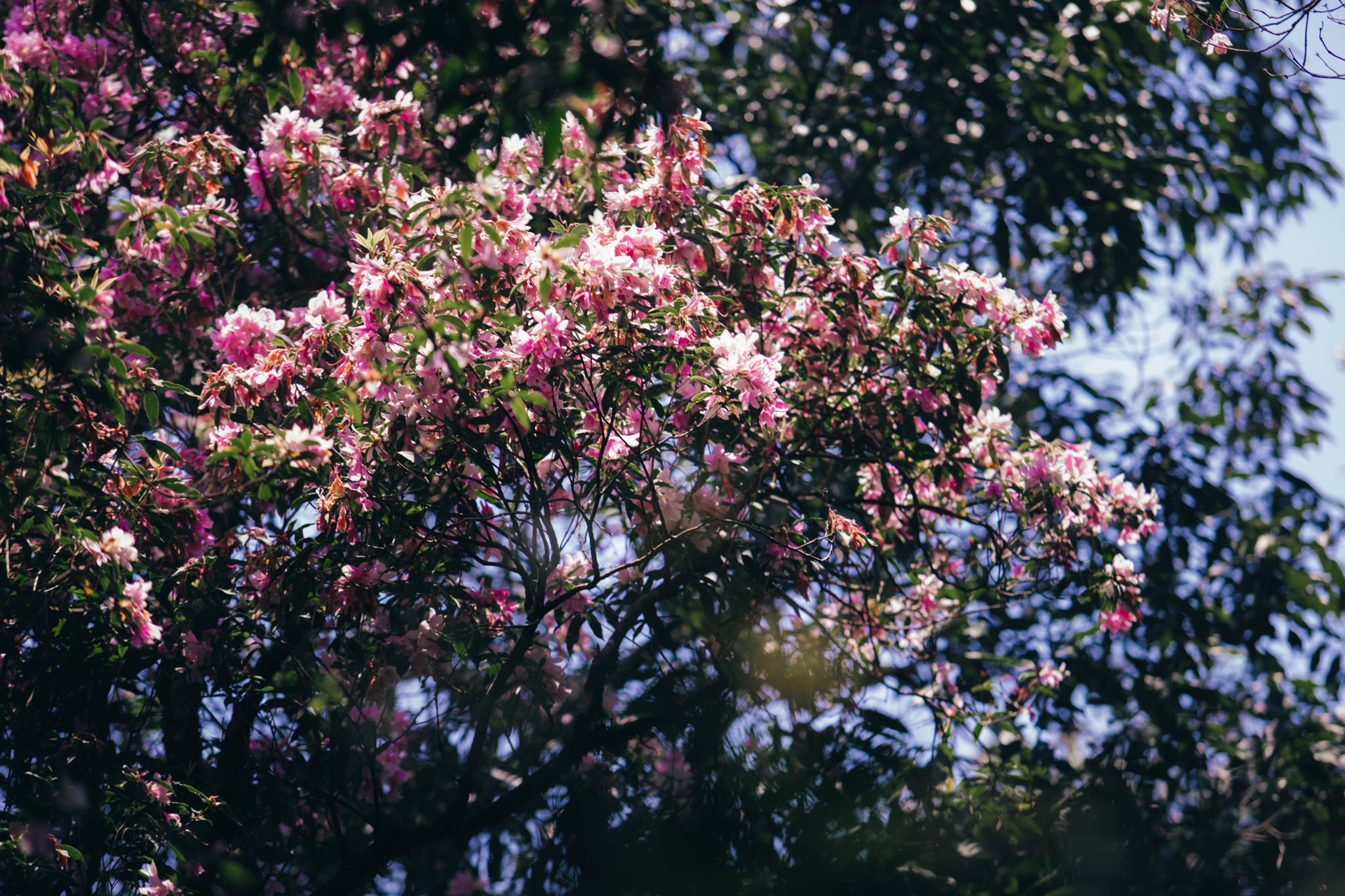 rung nguyen sinh ta xua du lich tay bac hoa do quyen