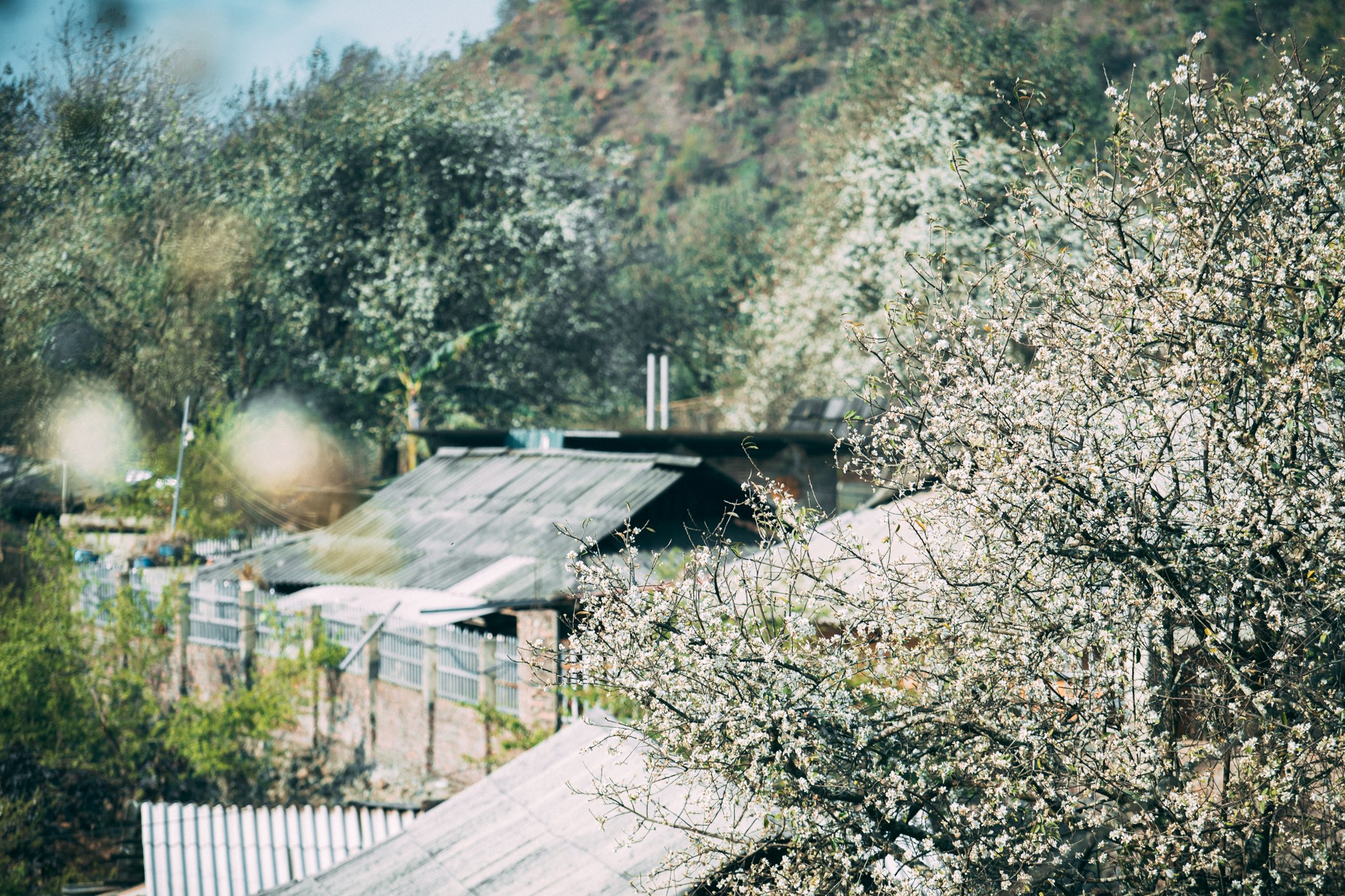 ban lang dan toc tay bac rung hoa