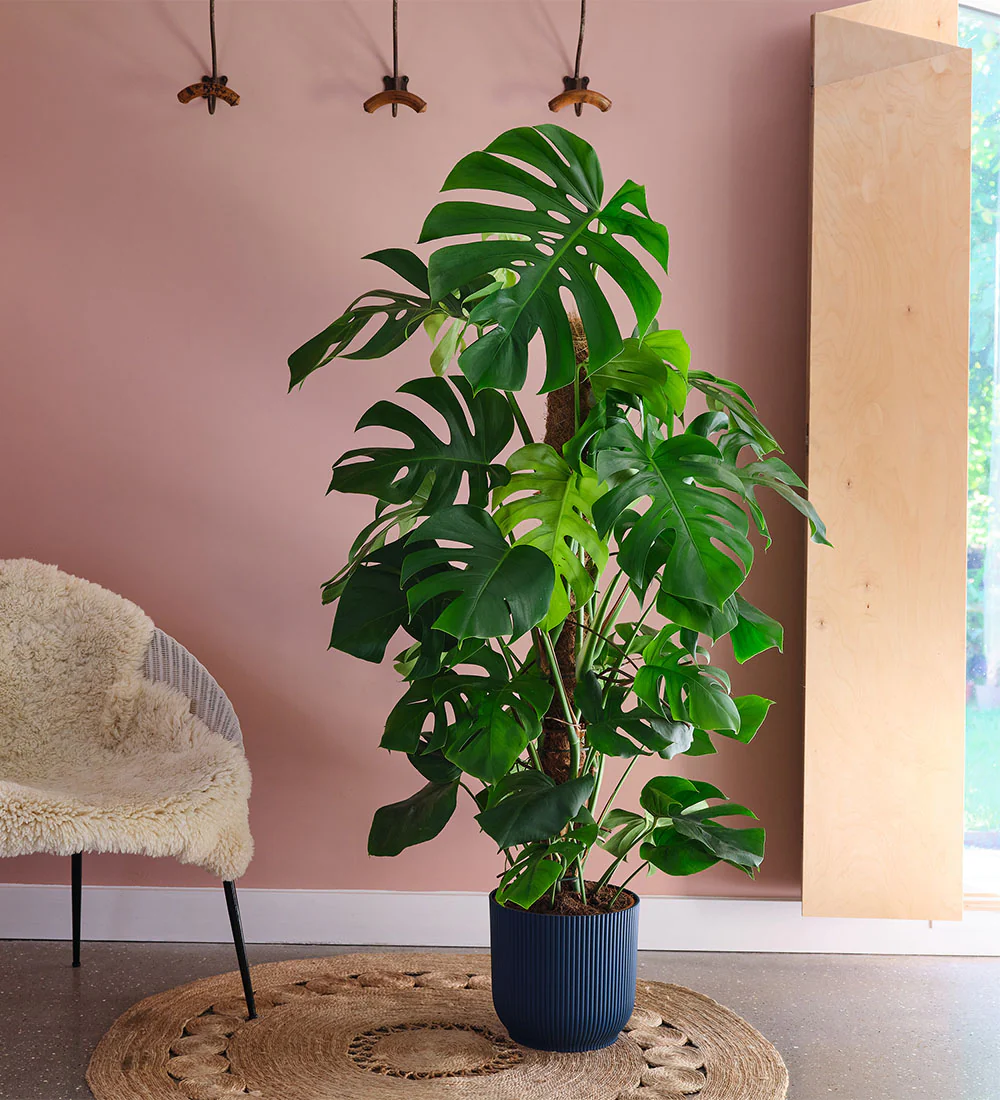 cay nhiet doi tropical plant trau ba la xe Swiss Cheese Plant Monstera deliciosa