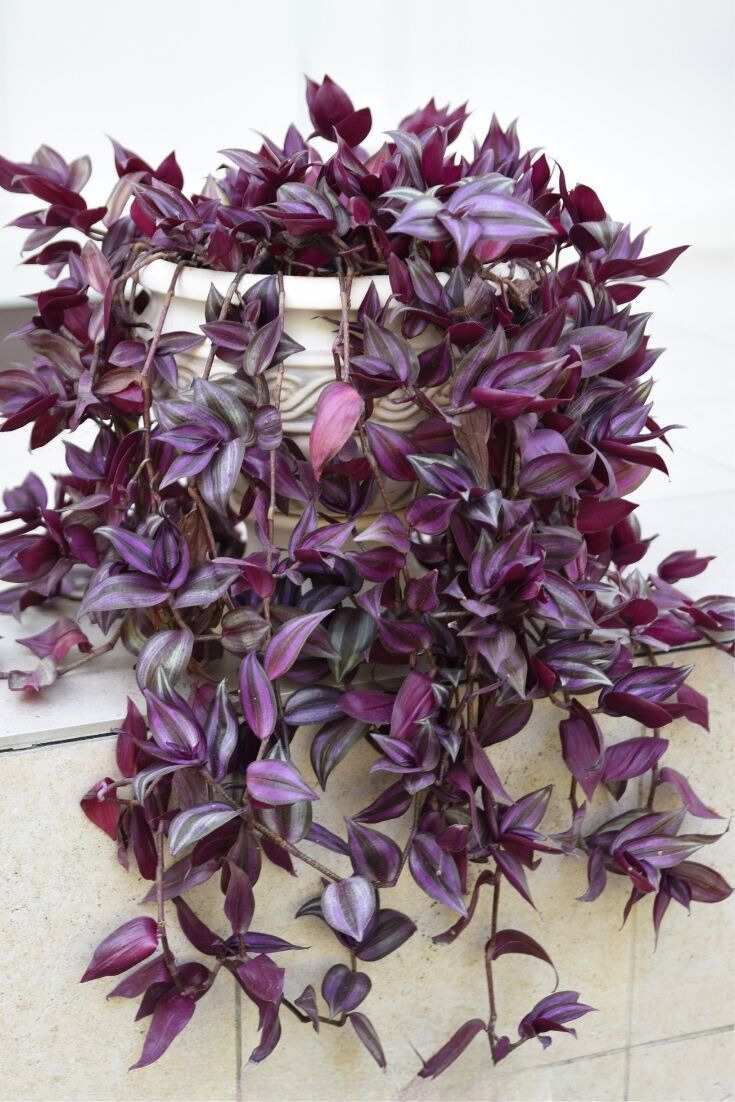 tropical plant thai lai tia Wandering Jew