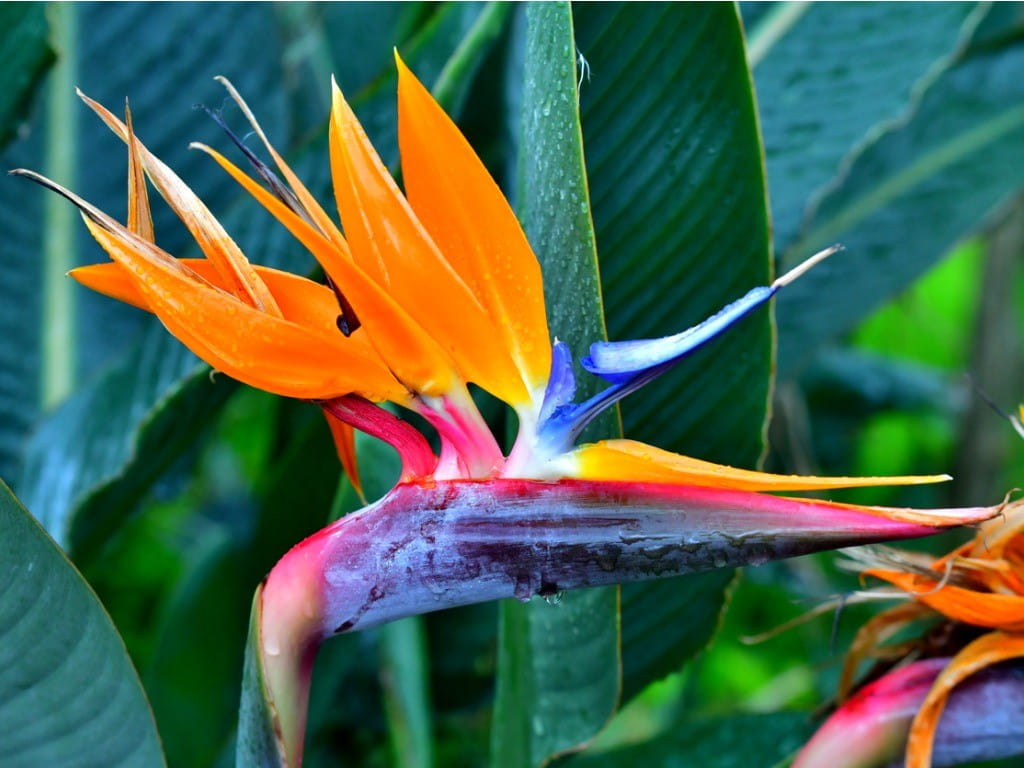 tropical plant hoa thien dieu Bird of Paradise