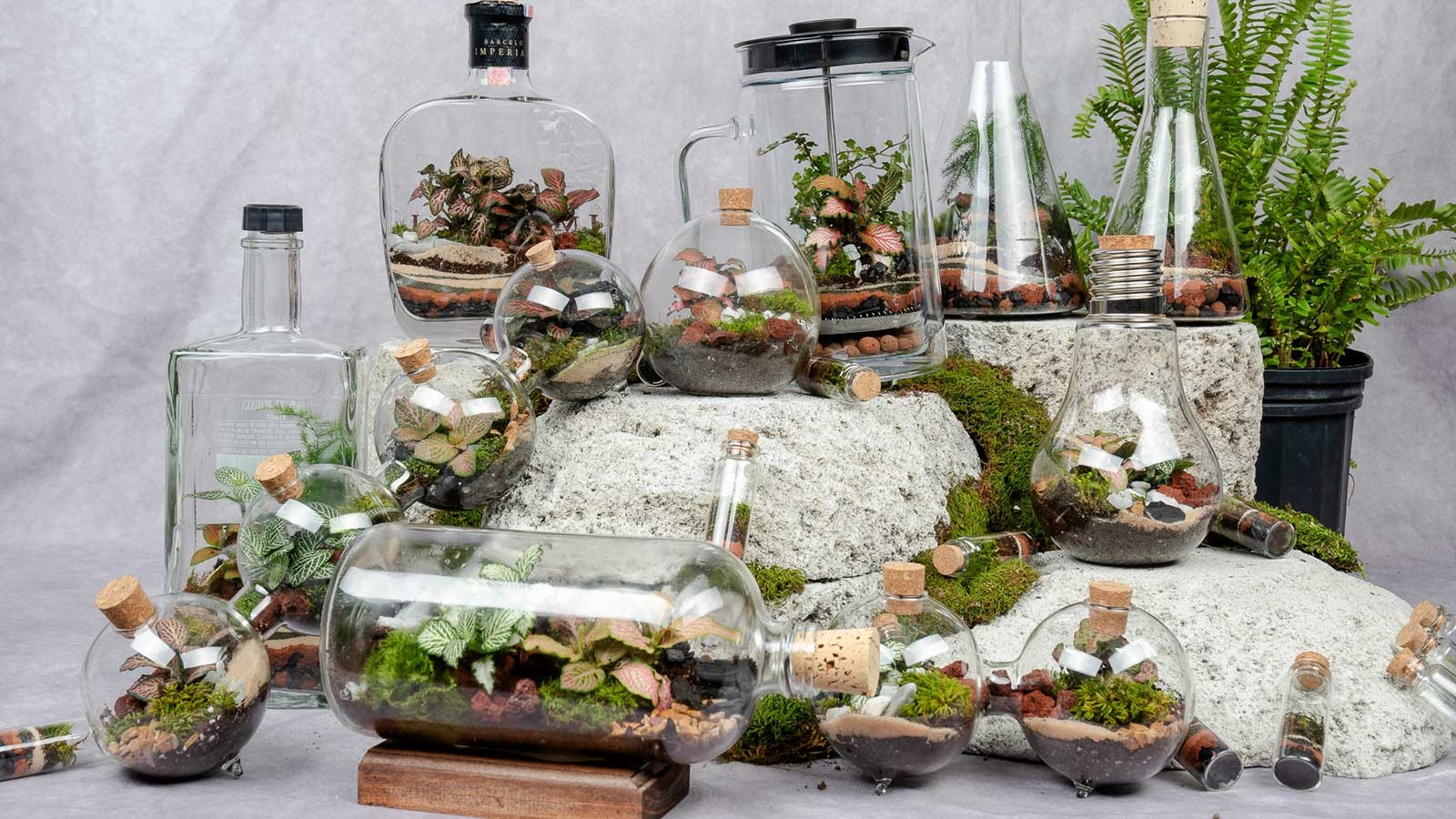 terrarium sen da succulent