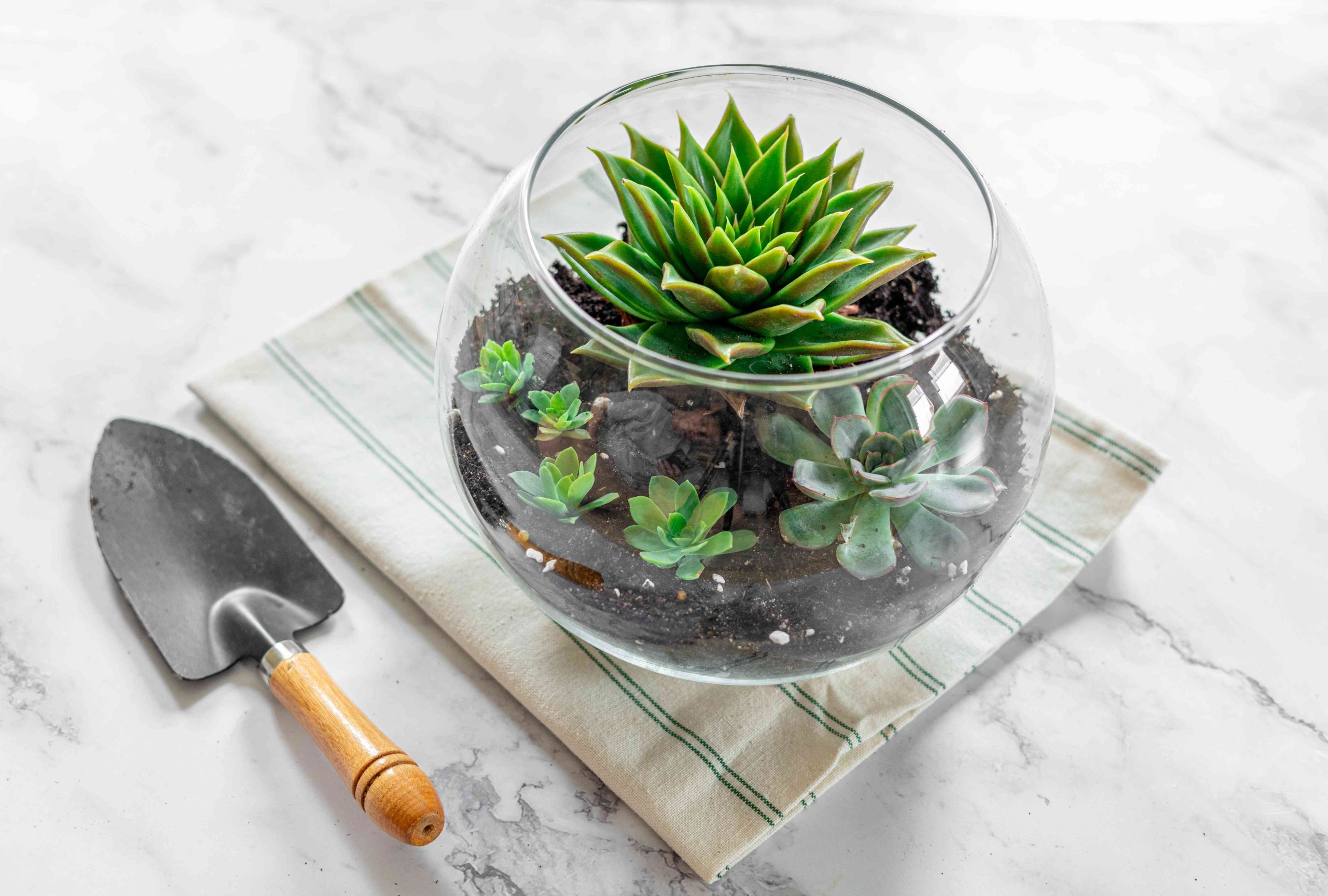 terrarium sen da succulent
