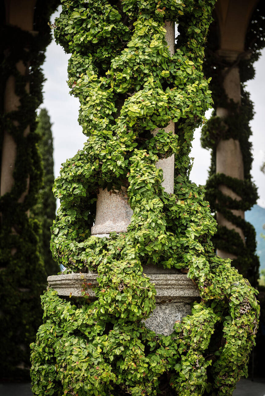 day leo climbing plants ivy helix