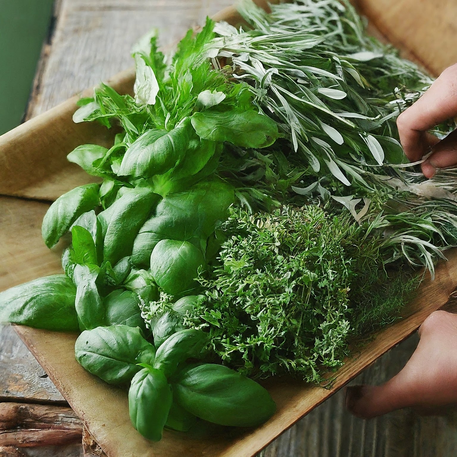 phoi kho bao quan thao moc tuoi fresh herb dry herb