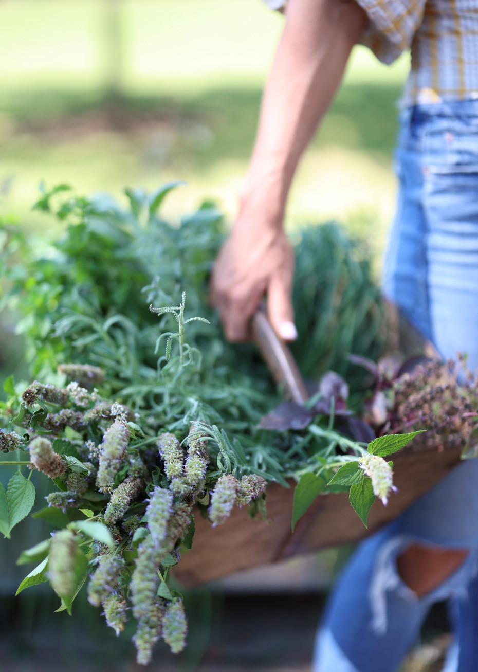 phoi kho bao quan fresh herb dry herb