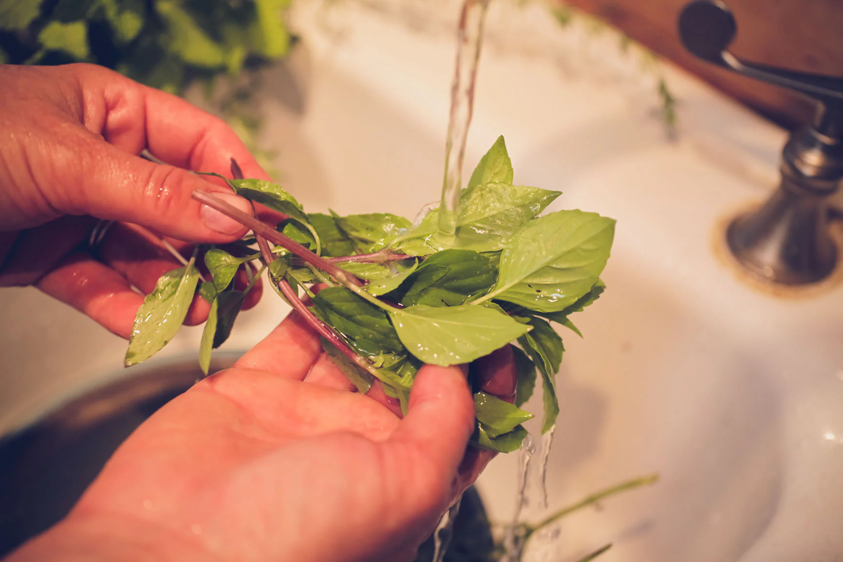 phoi kho bao quan fresh herb dry herb