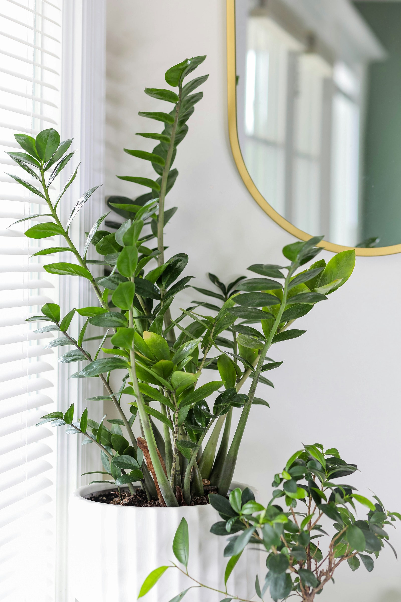 Cay kim tien ZZ plant Zamioculcas zamiifolia