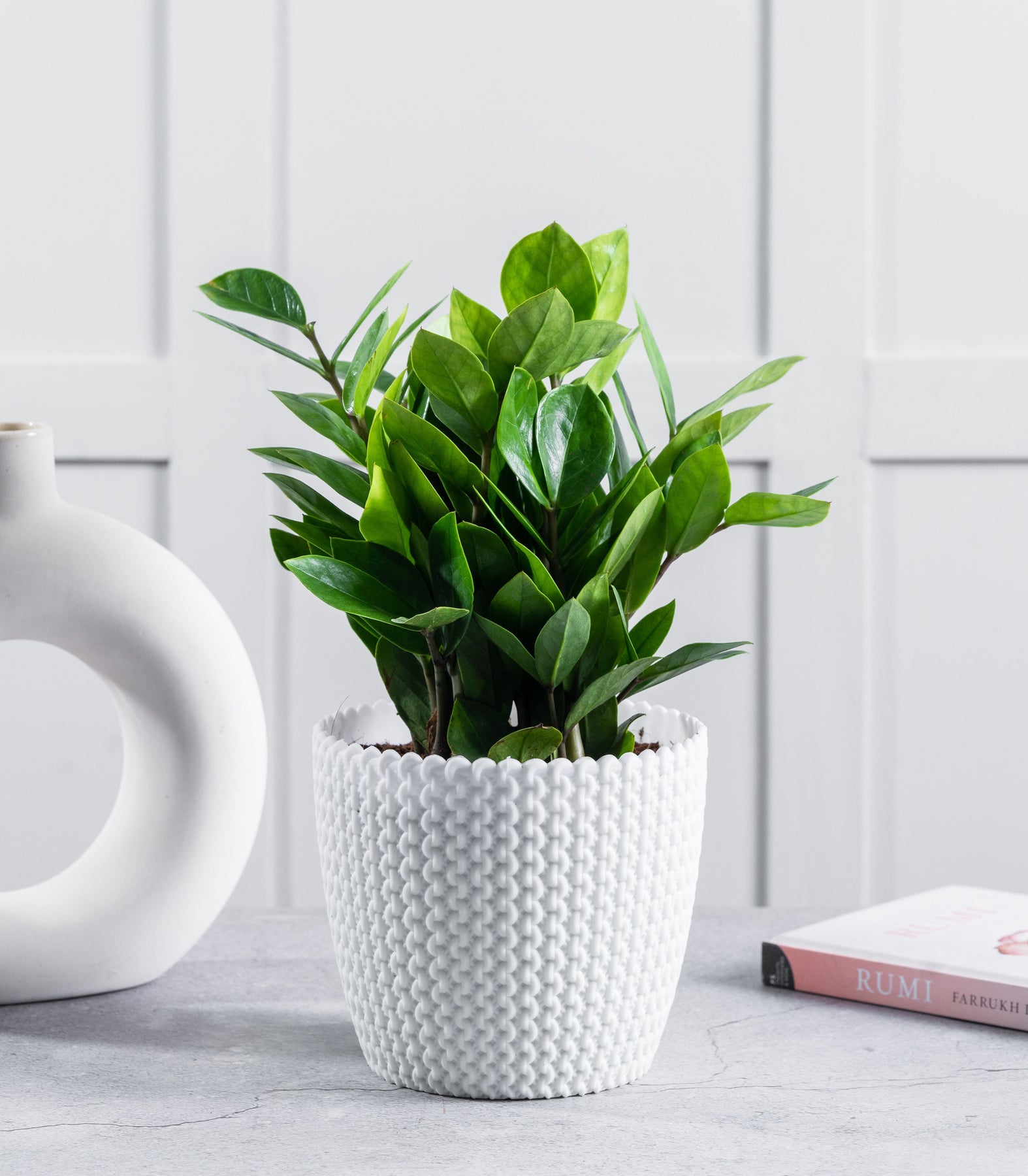 ZZ plant Zamioculcas zamiifolia