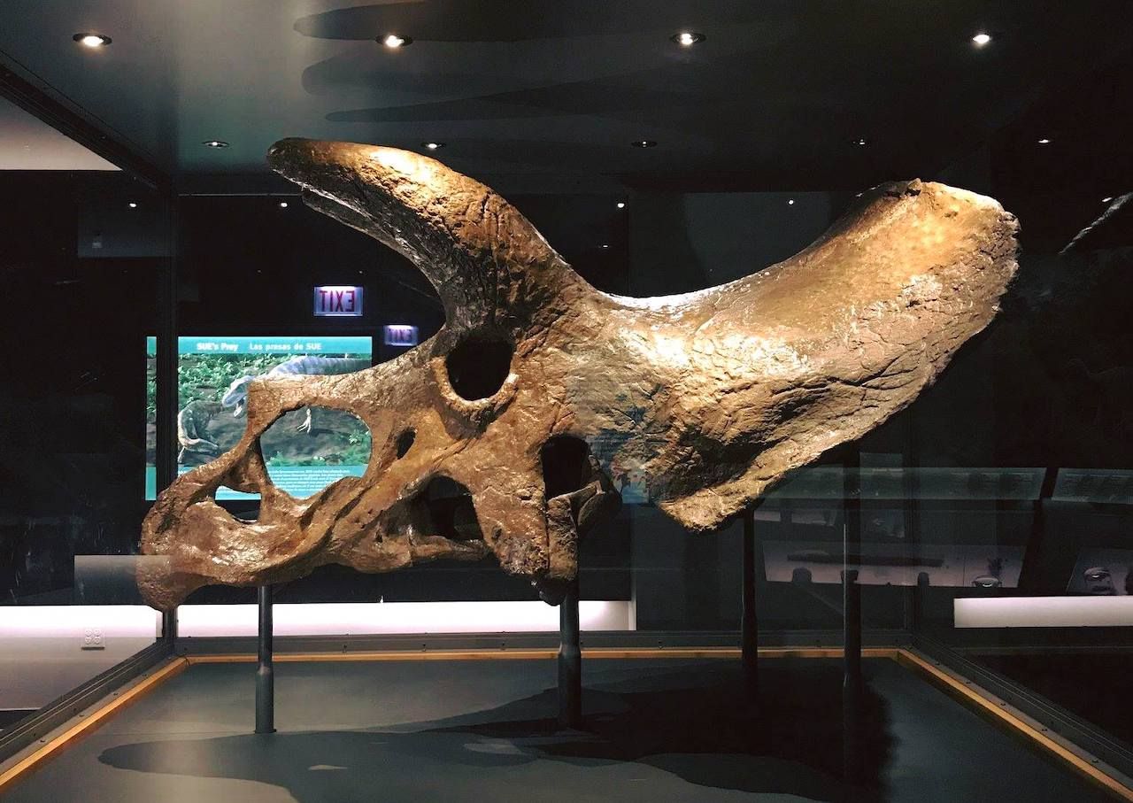 bao tang sinh hoc Field Museum Chicago Illinois USA