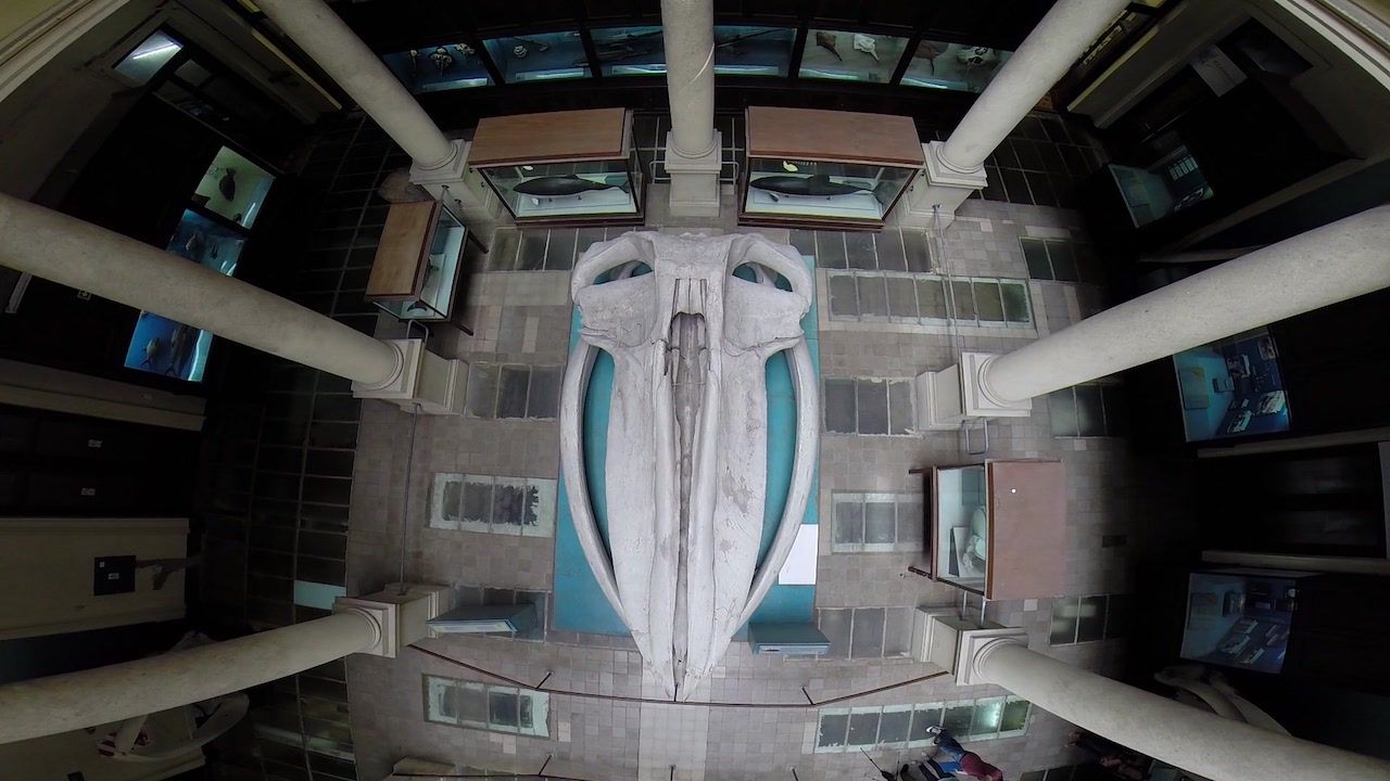 bao tang sinh hoc La Plata Museum La Plata Argentina