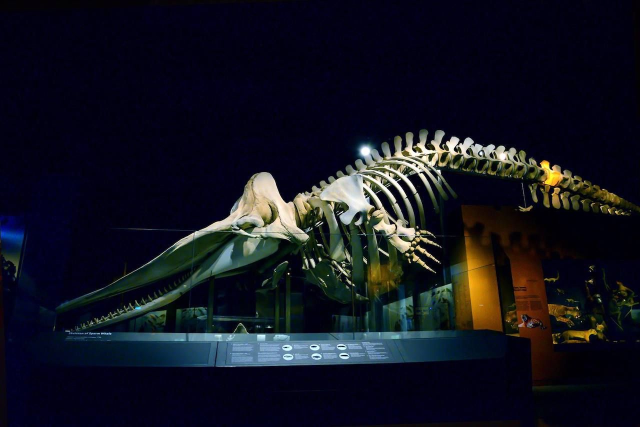 Lee Kong Chian Natural History Museum Singapore