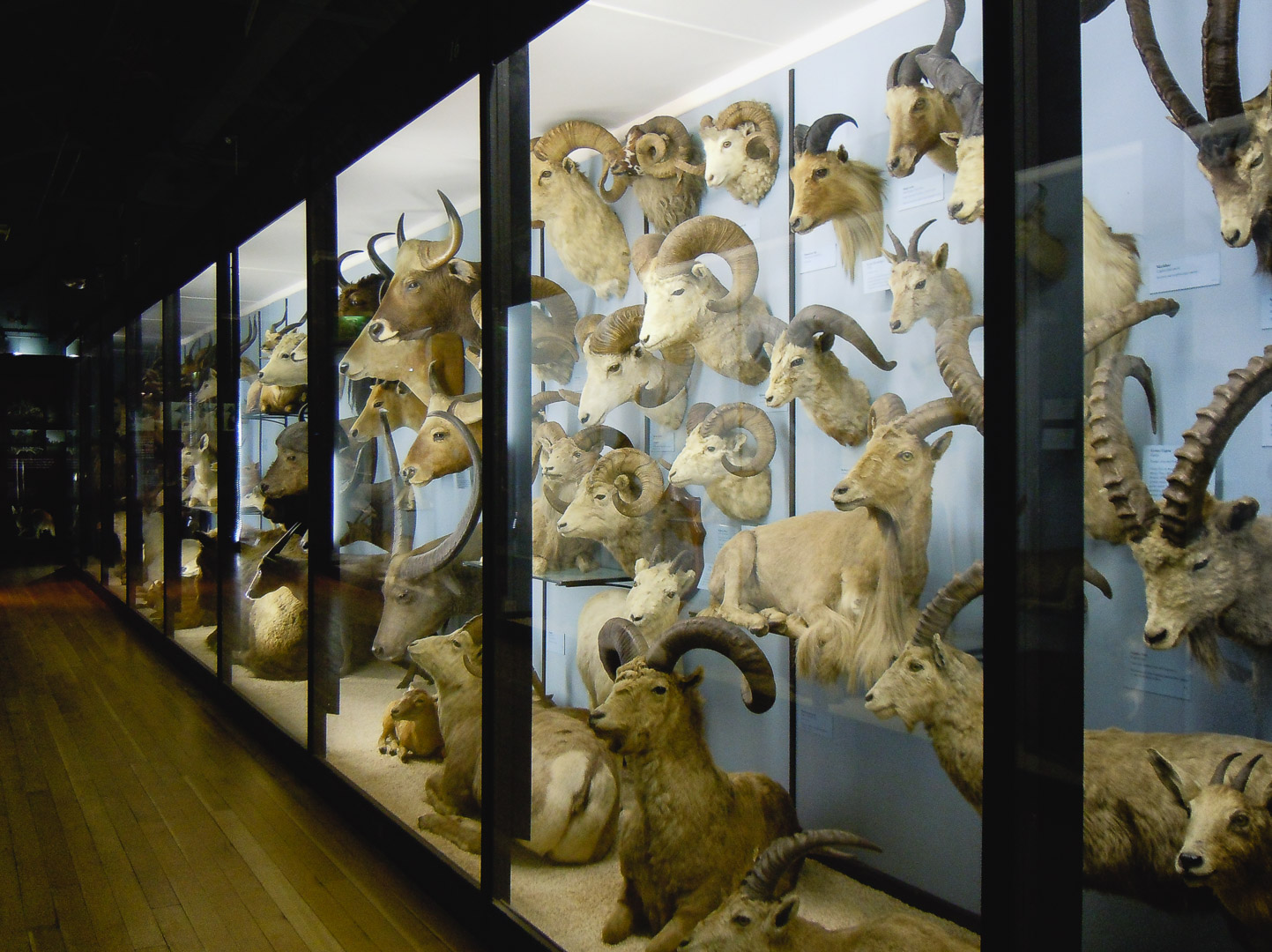 bao tang sinh hoc Natural History Museum london britain