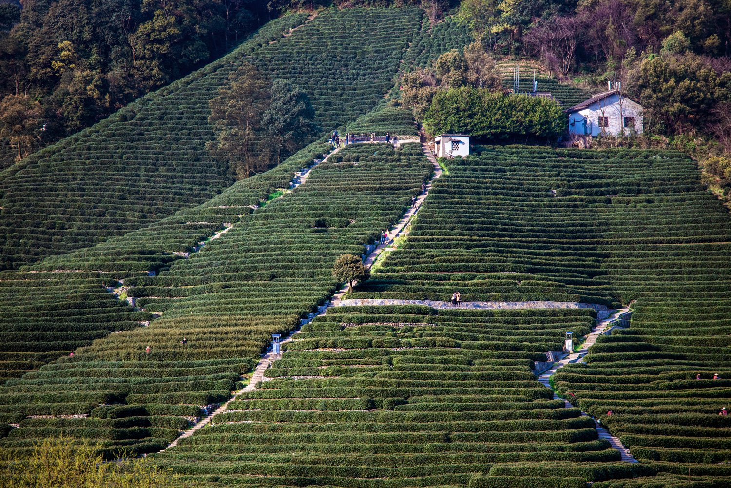 lang tra long tinh hangzhou du lich