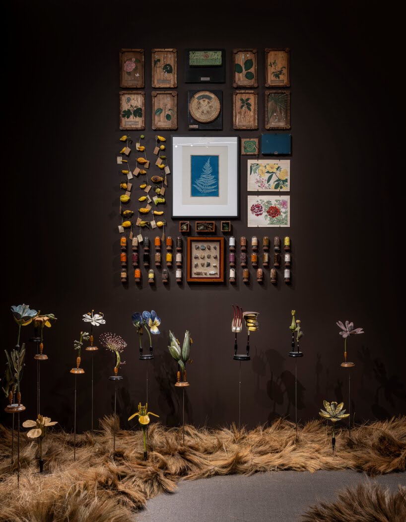 Cabinet of Wonders Wunderkammer Palazzo Grimani Venice