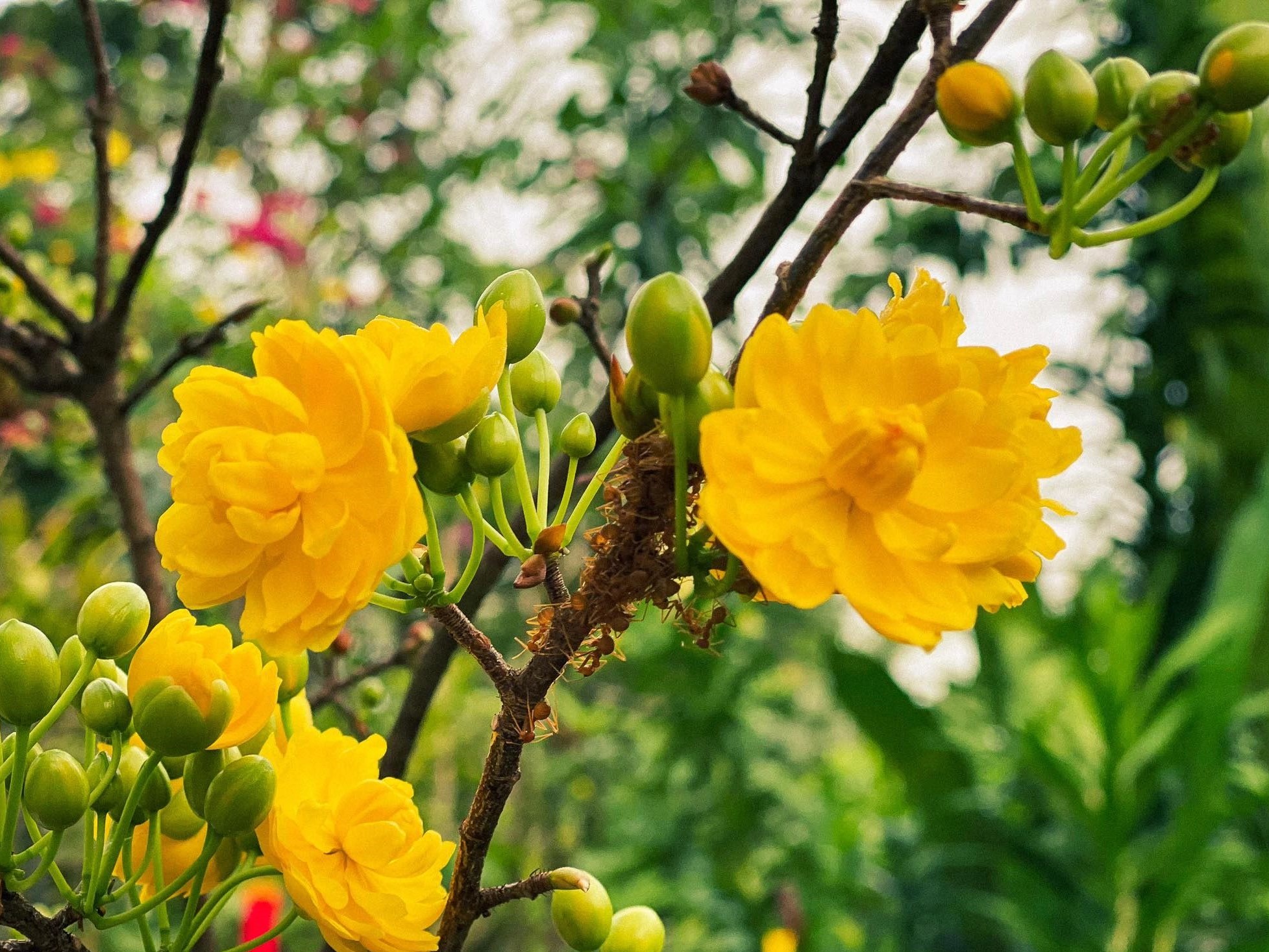 hoa mai golden shower tet am lich