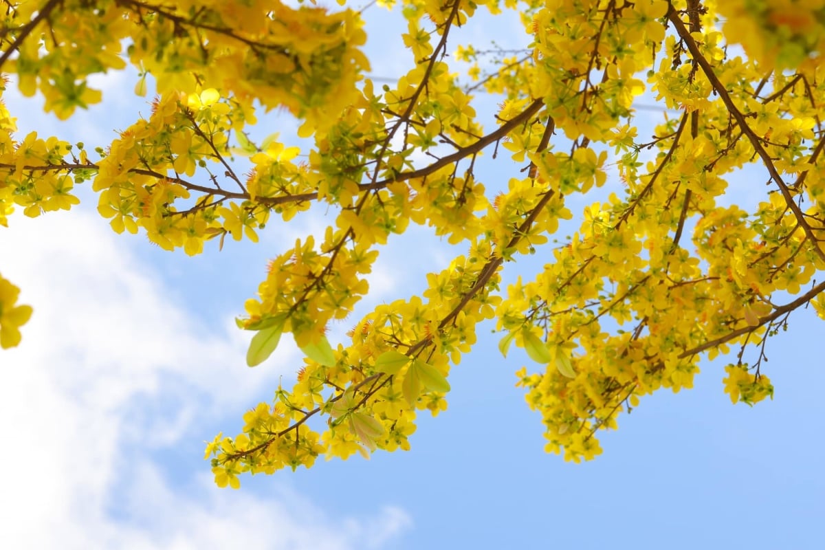 golden shower tet am lich