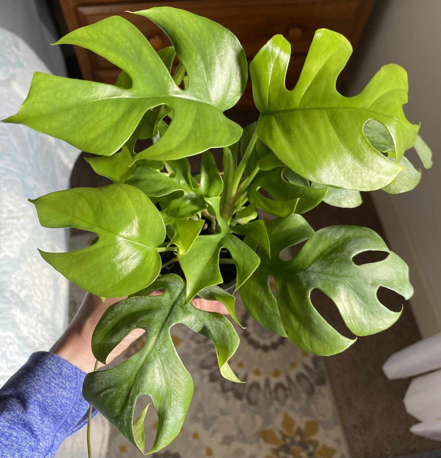 cay canh la thung Mini Monstera Rhaphidophora tetrasperma