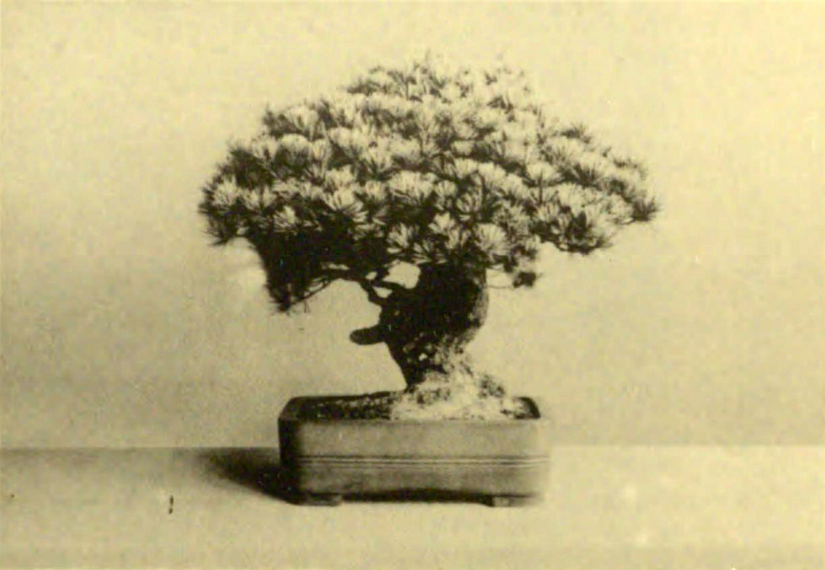 Shogun Tokugawa Lemitsu bonsai