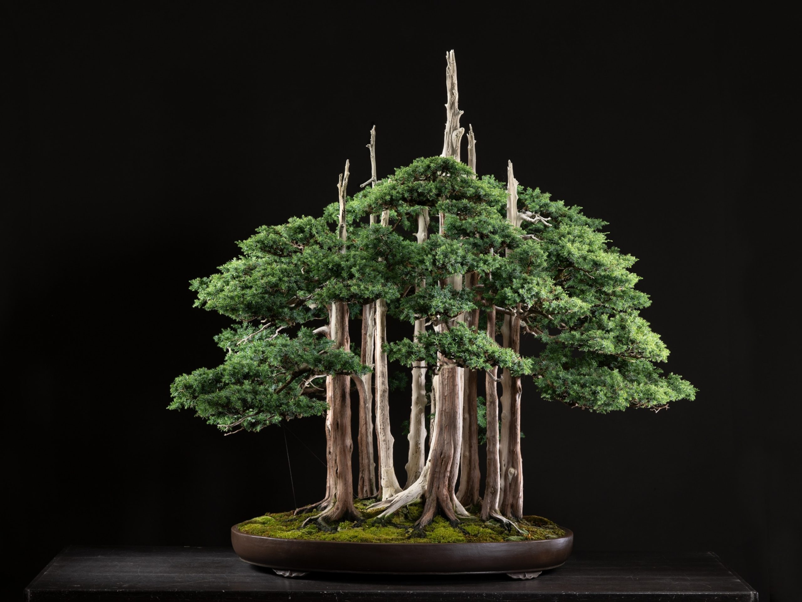 Goshin John Y. Naka bonsai nghe thuat