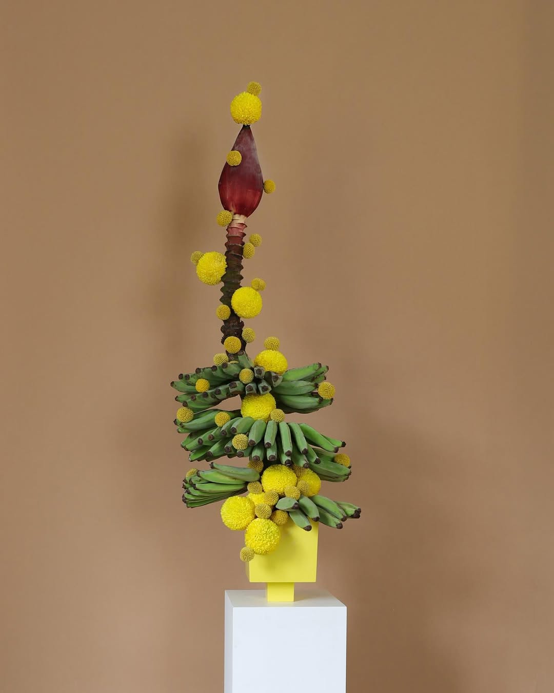 hattie molloy cam hoa tet chuoi florist sang tao