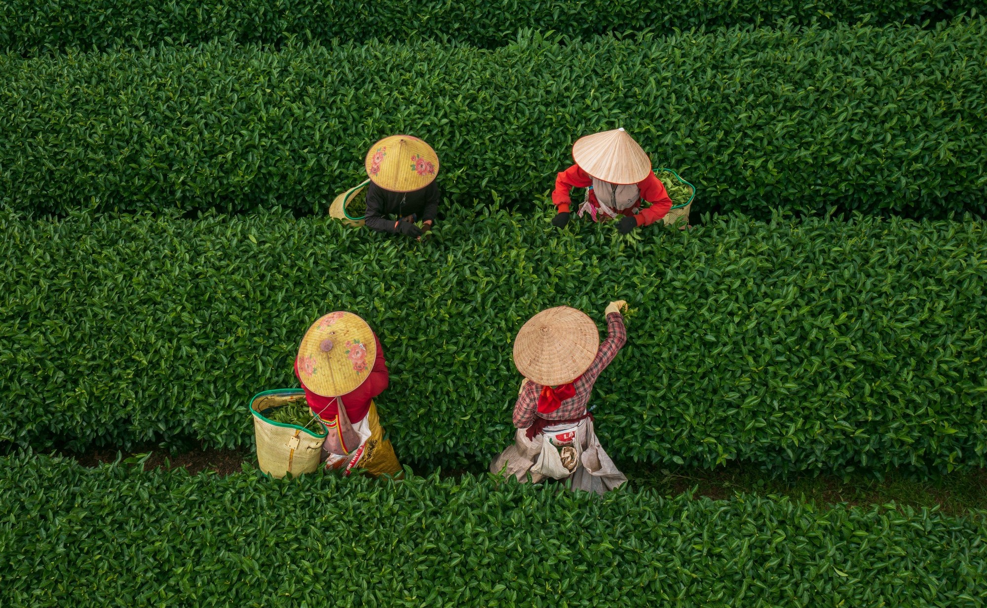 tra cao nguyen