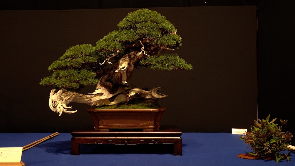 bonsai pinus mugo ruben ciezar villanueva