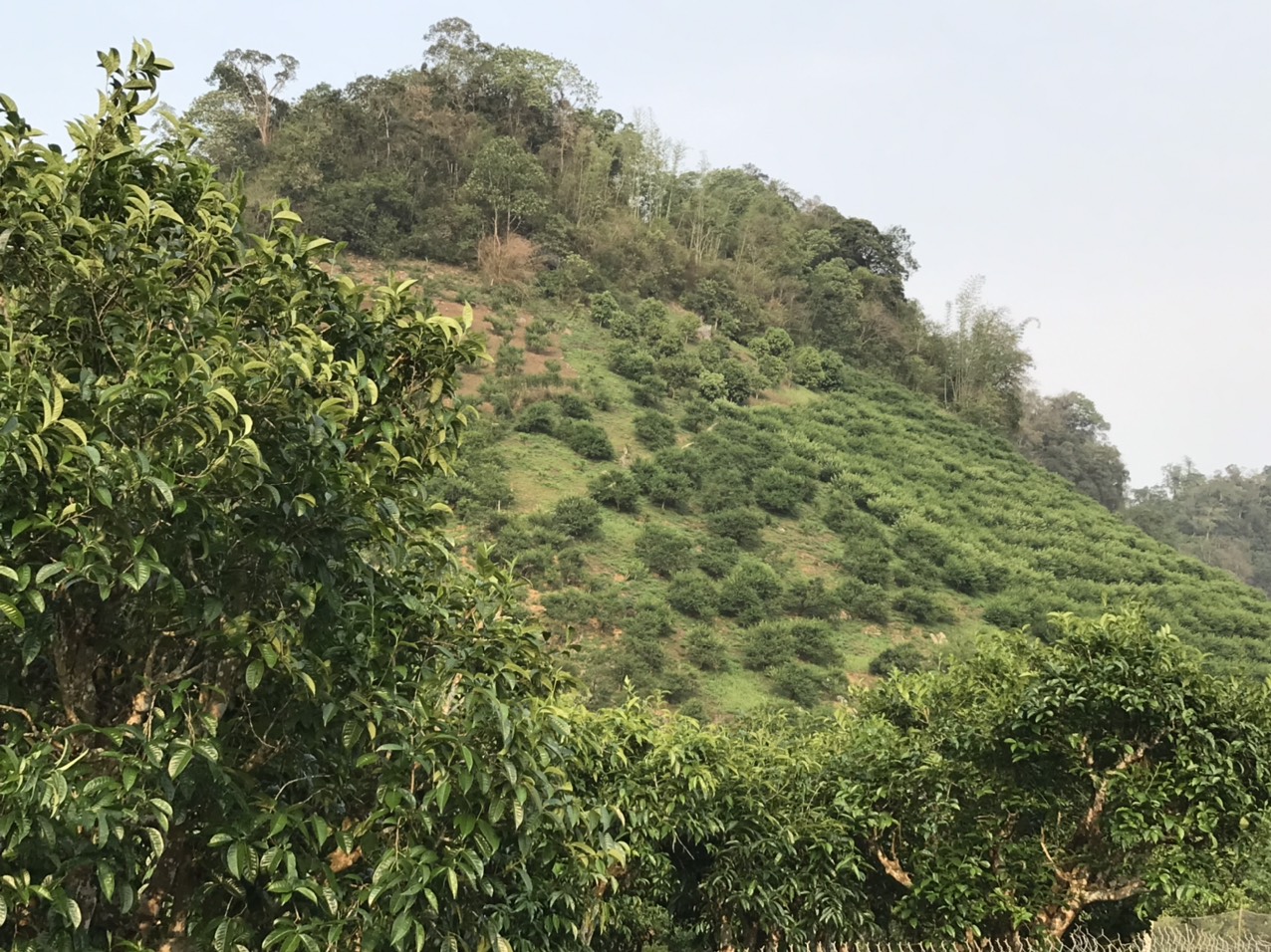 moc chau tra shan tuyet co thu