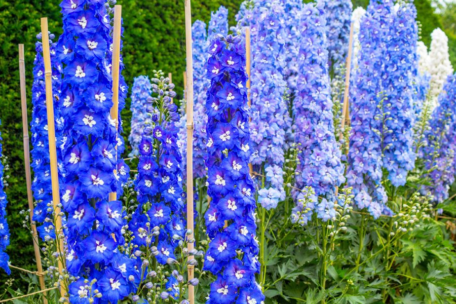 hoa phi yen delphinium larkspur