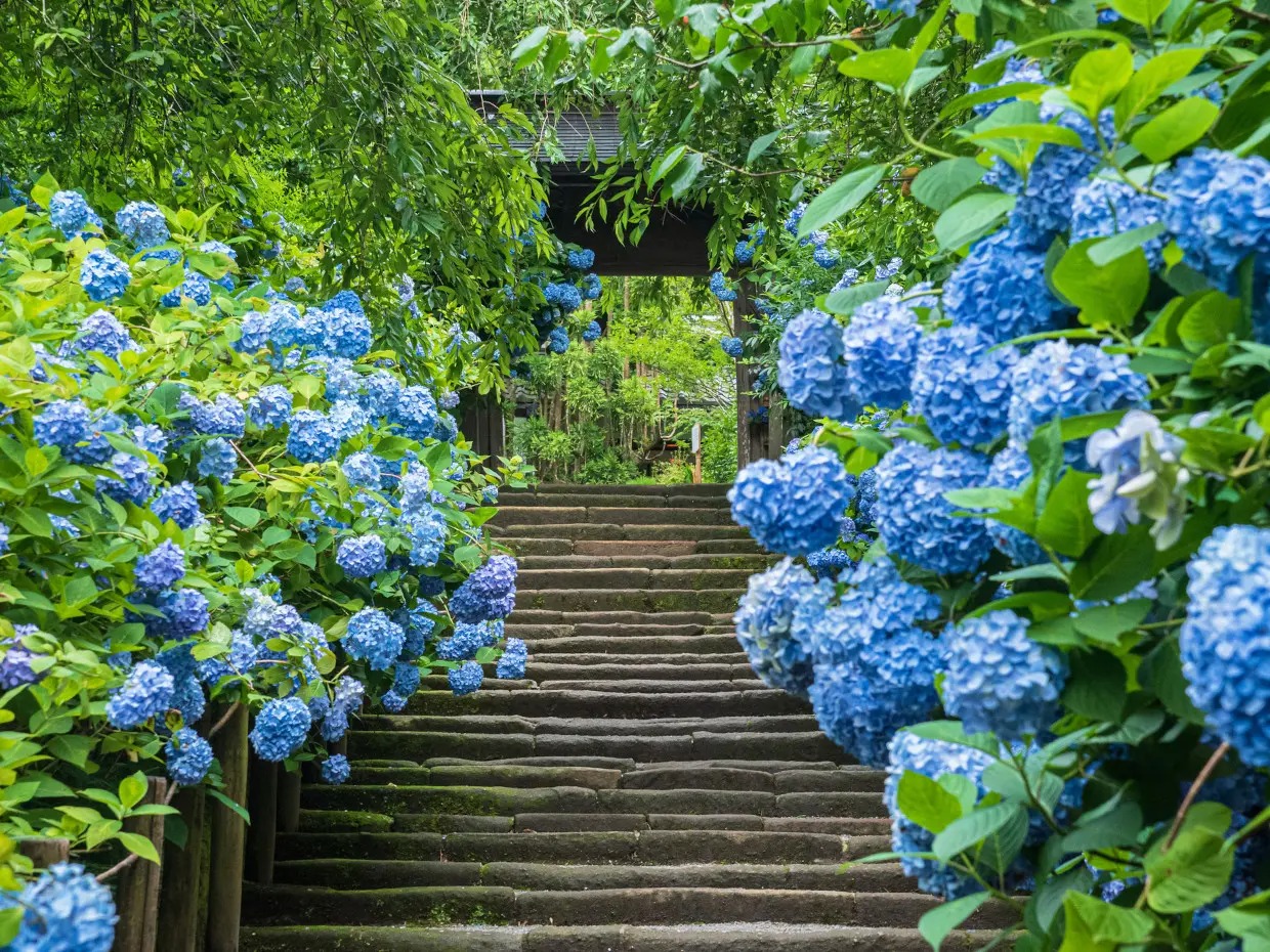 Hydrangea Hortensia tu duong hoa thu cau hoa