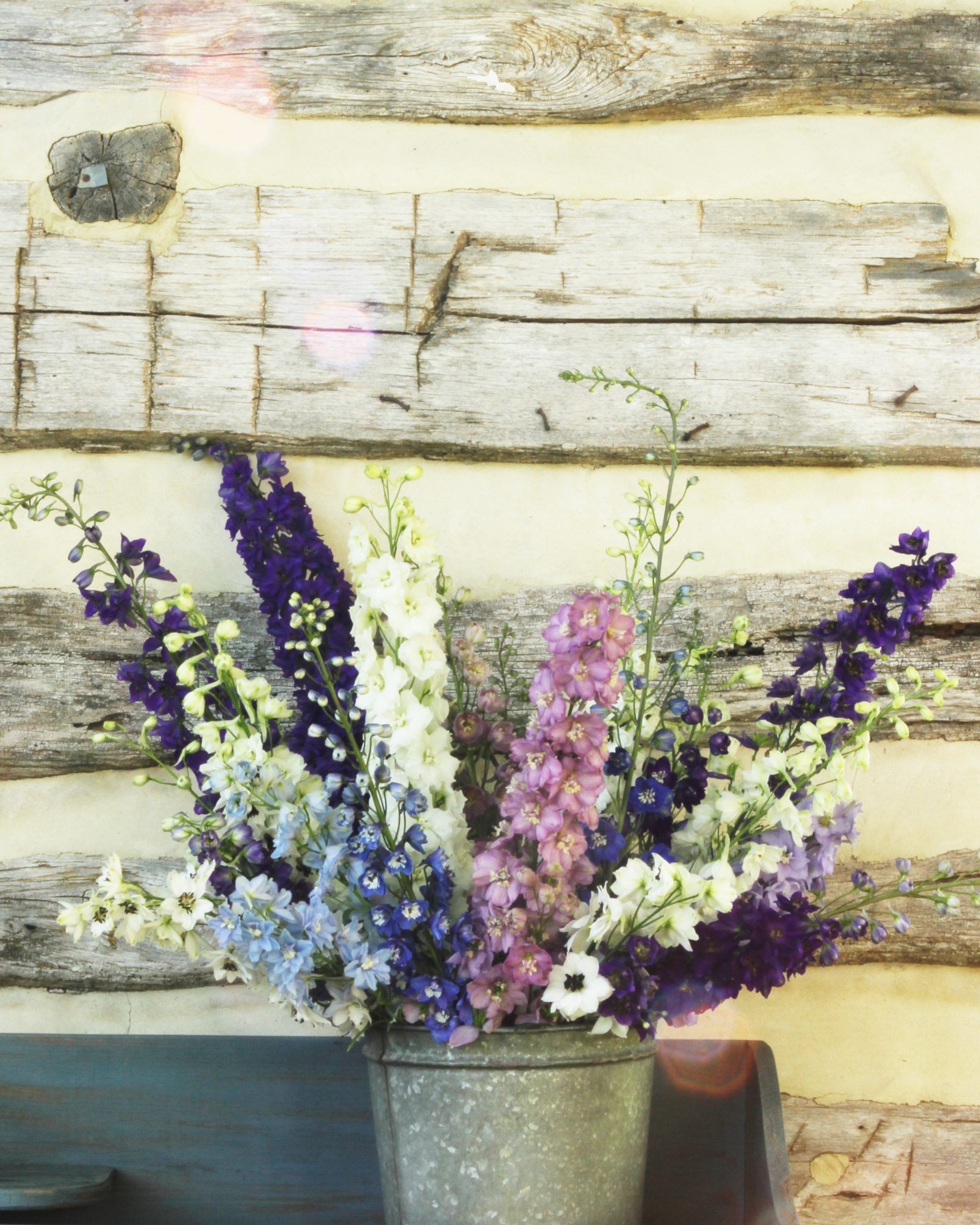 delphinium larkspur cam hoa