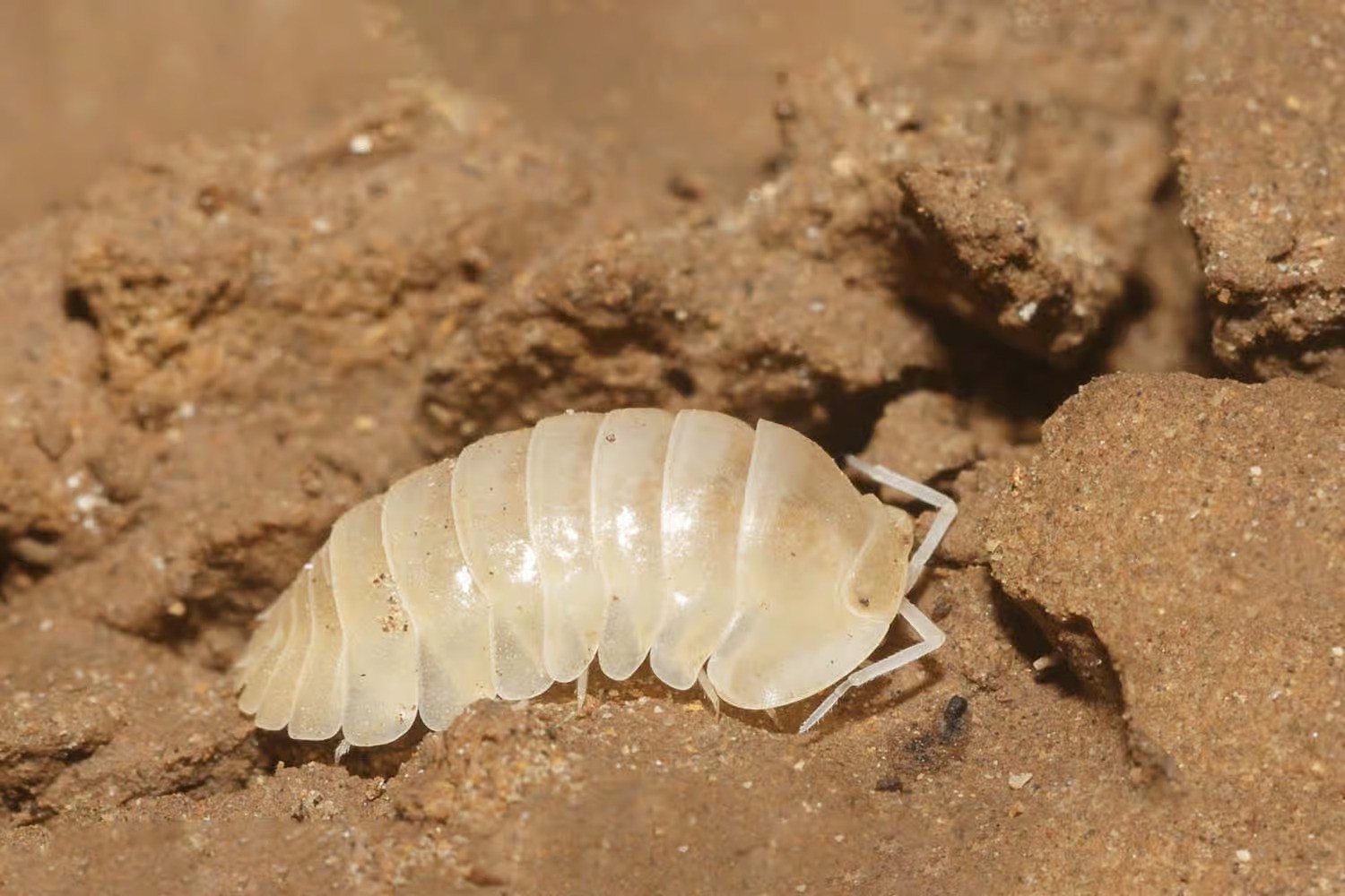 con trung son doong he sinh thai