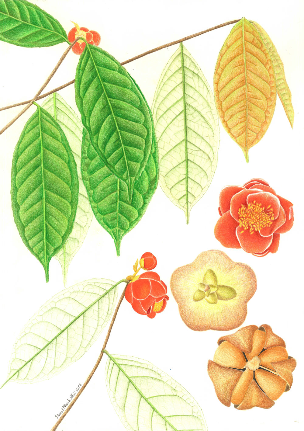 Hoa si Thanh Nha ve thuc vat hoc