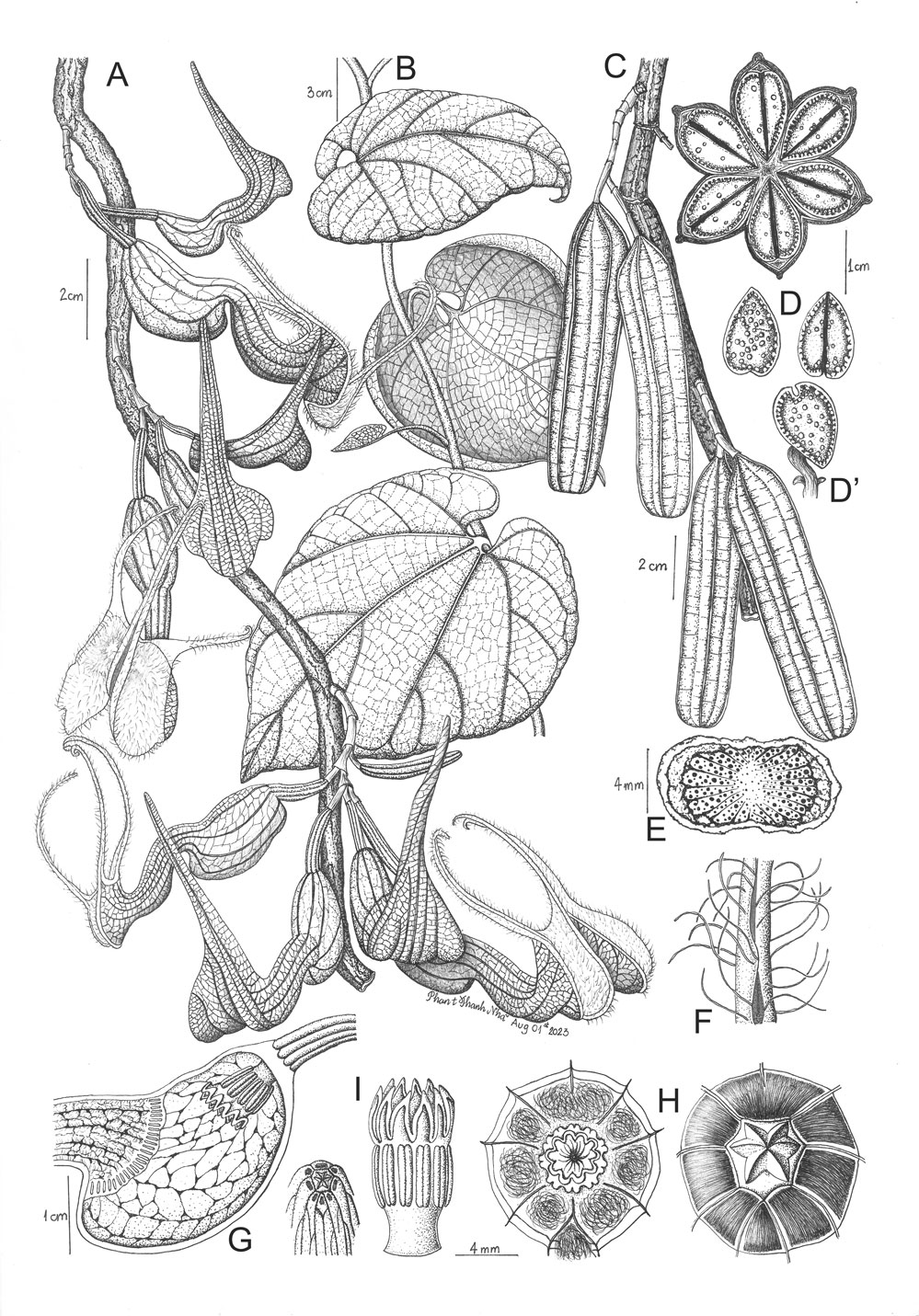 Aristolochia decandra ve minh hoa thuc vat hoc phan thi thanh nha