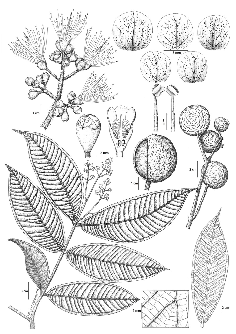 Syzygium ngheanense thuc vat hoc ve minh hoa