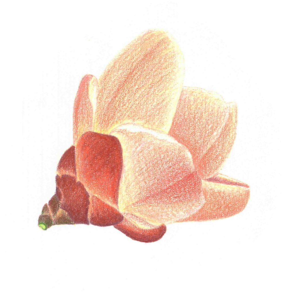 Hoa si Thanh Nha 3 thuc vat hoc minh hoa