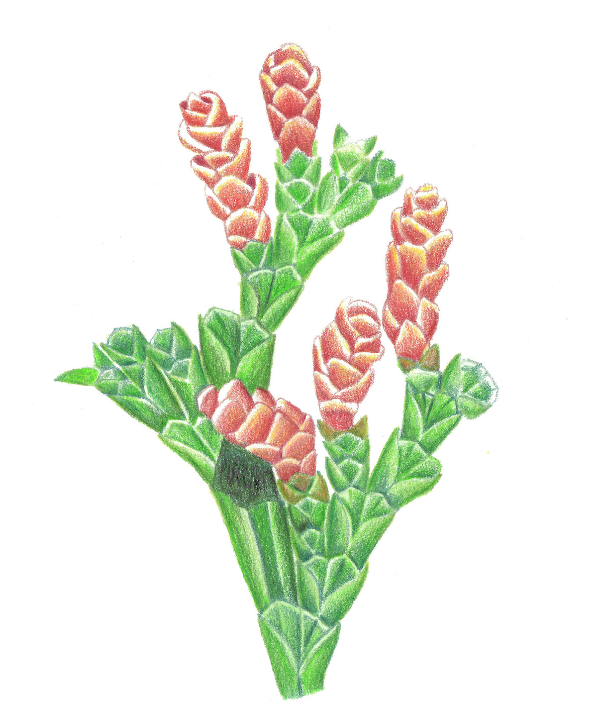 Calocedrus macrolepis phan thi thanh nha thuc vat hoc minh hoa