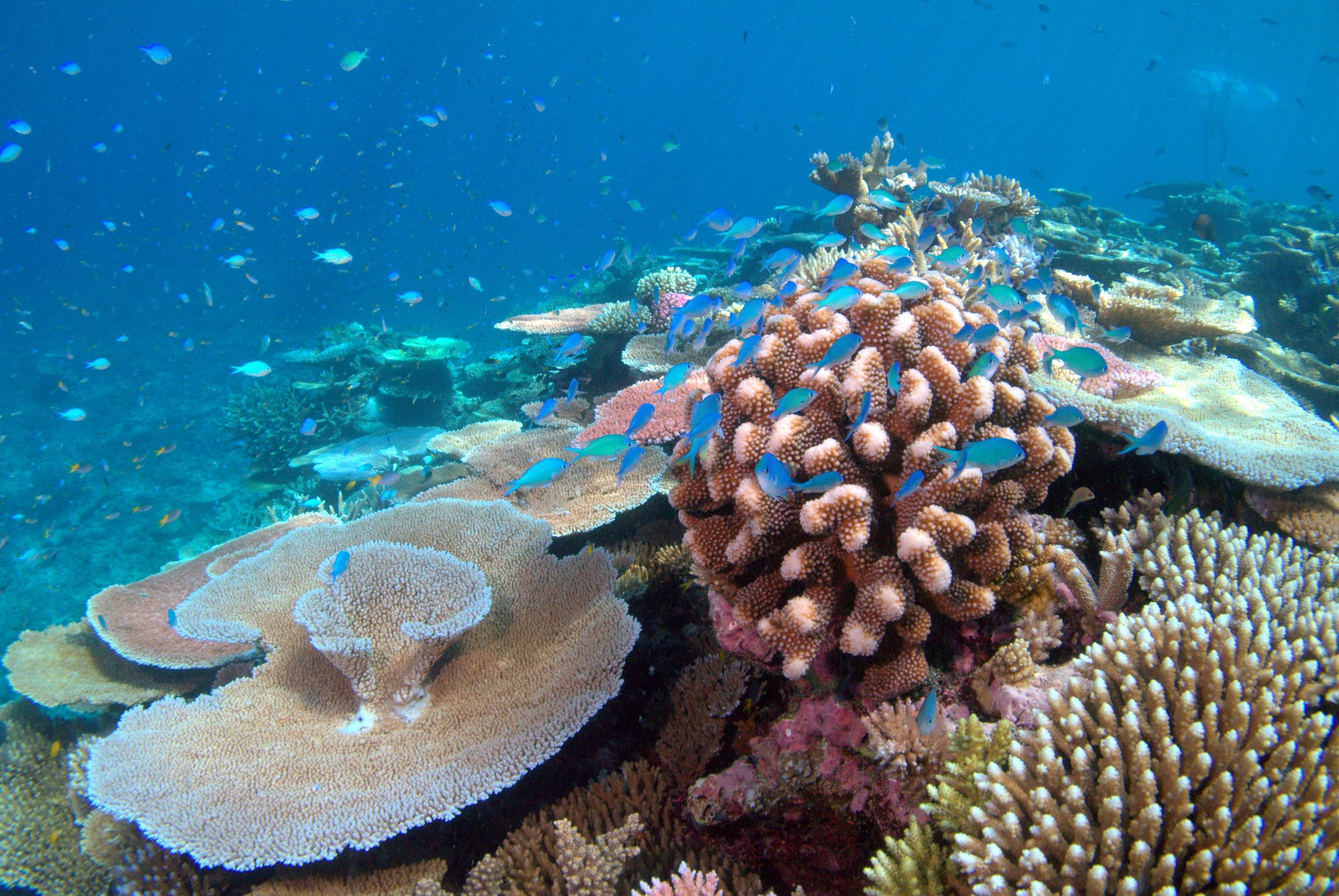 coral reef polyp Raja Ampat Indonesia