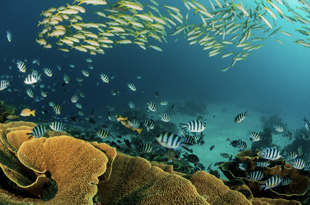 coral reef polyp Cakaulevu Fiji