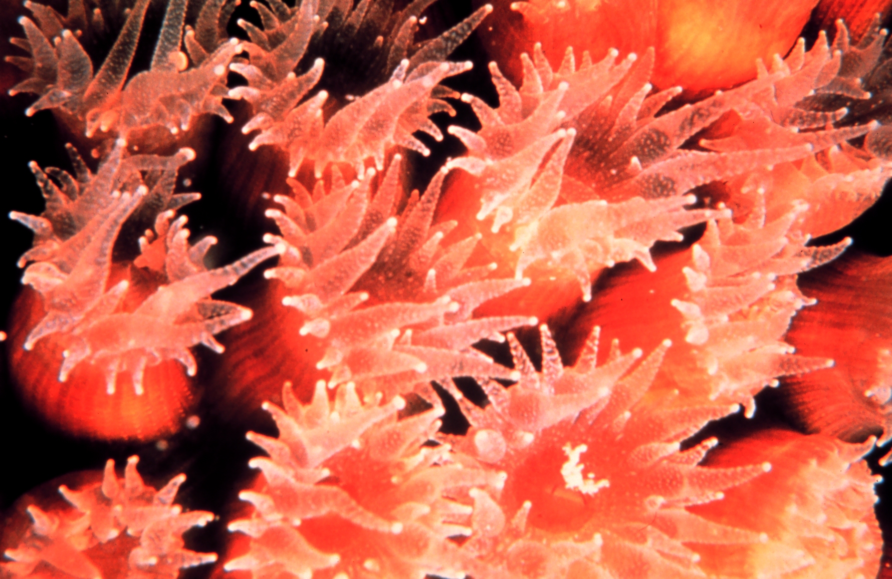 coral reef polyp