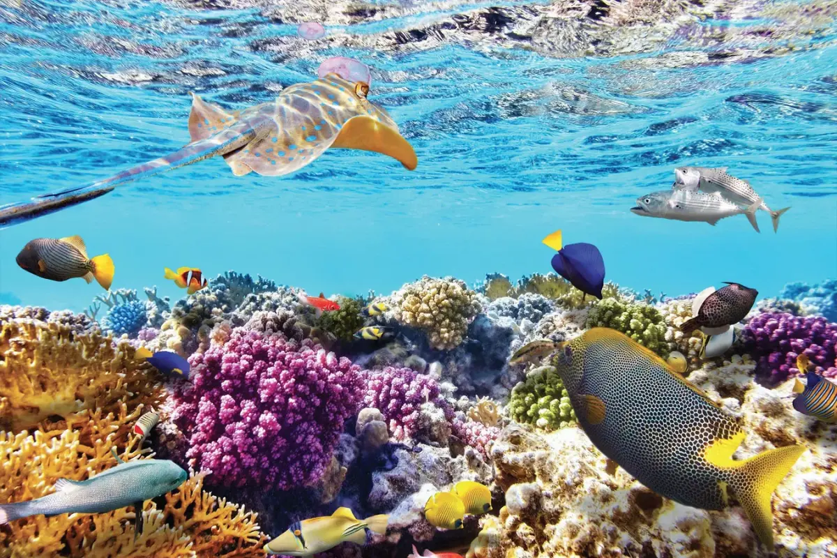 san ho coral reef polyp